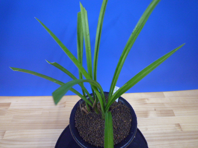 払越特上 濃紅大輪 高知県払越産