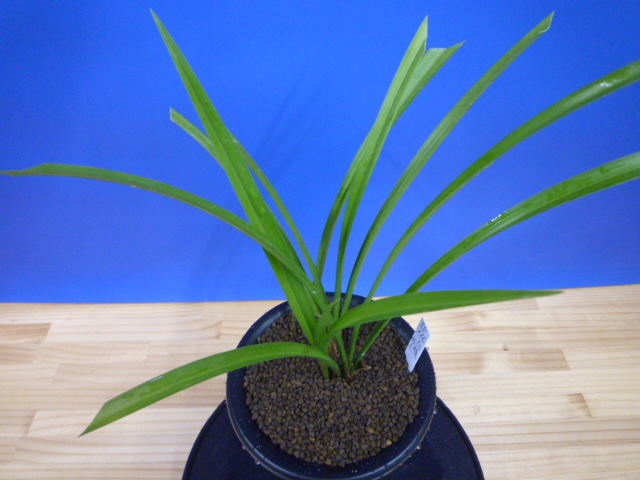 払越特上 濃紅大輪 高知県払越産