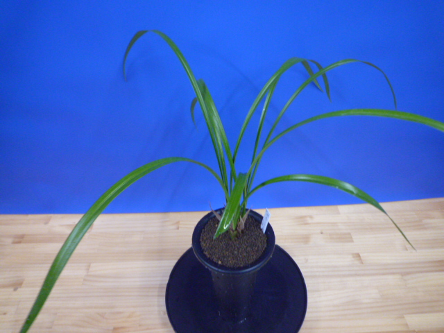 無名 紅一文字大輪 高知県名の浦産