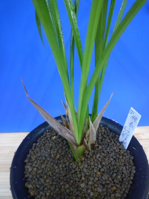 無名 紅一文字大輪 高知県名の浦産