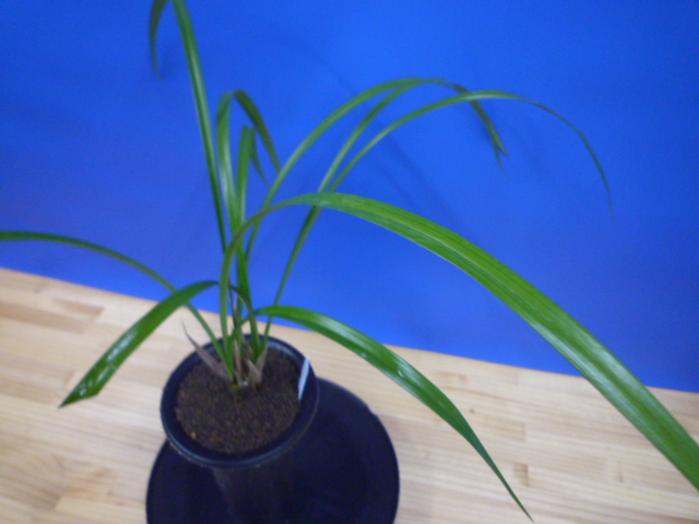 無名 紅一文字大輪 高知県名の浦産