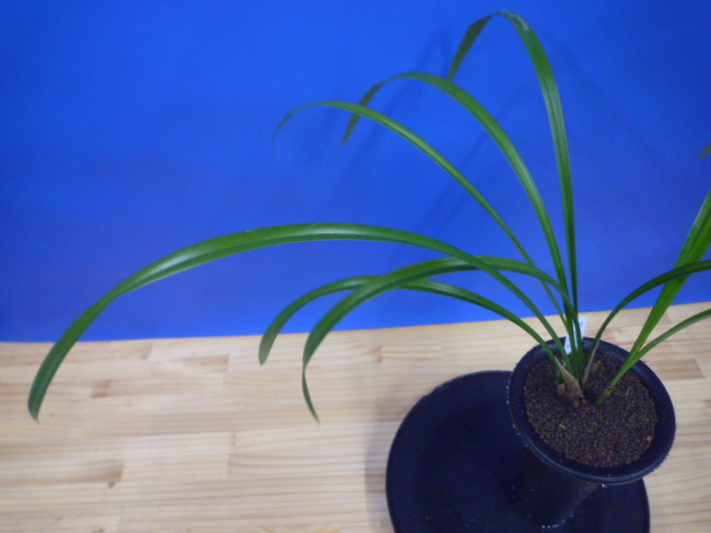 無名 紅一文字大輪 高知県名の浦産