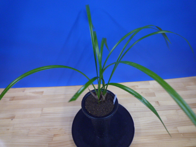 無名 紅一文字大輪 高知県名の浦産