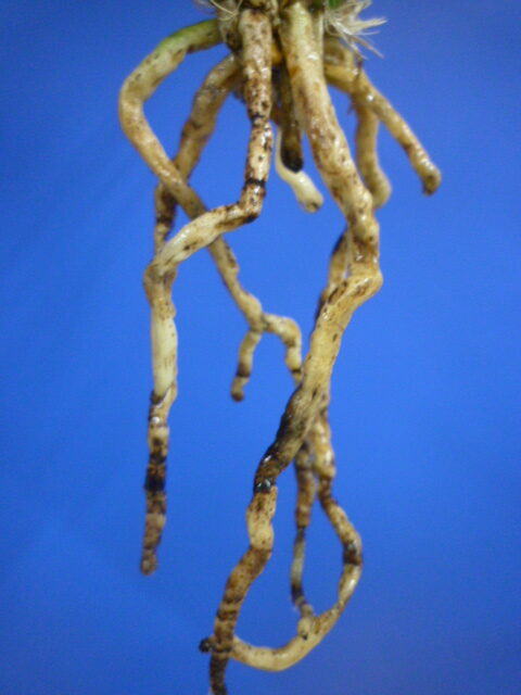 羅紗地チャボ(らしゃじちゃぼ)未開花