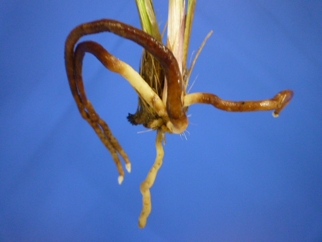 桃仙(とうせん) 桃大輪 高知県産