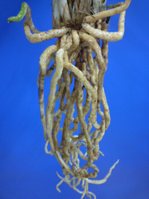 島の宮(しまのみや) 紅更紗 高知県産