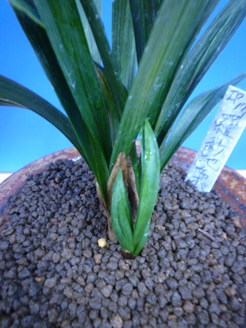 羅紗地チャボ(らしゃじちゃぼ)未開花