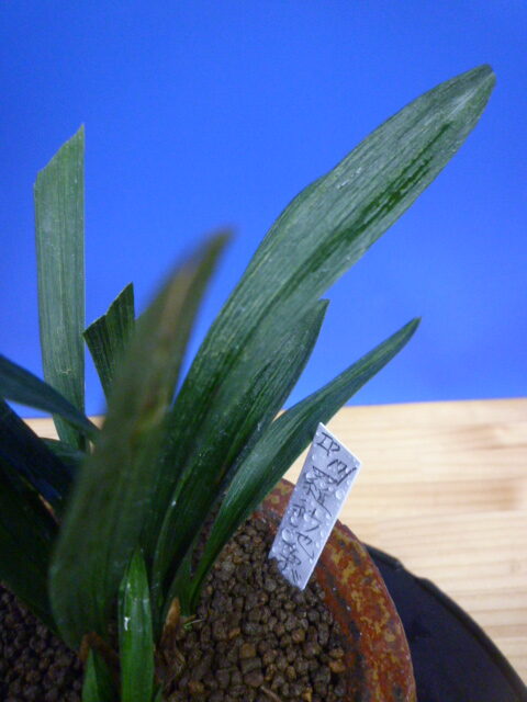 羅紗地チャボ(らしゃじちゃぼ)未開花