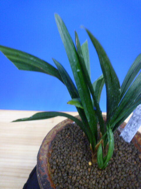 羅紗地チャボ(らしゃじちゃぼ)未開花