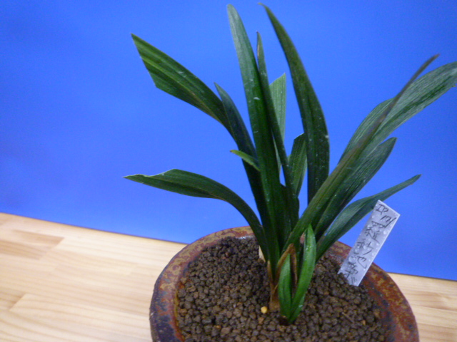 羅紗地チャボ(らしゃじちゃぼ)未開花