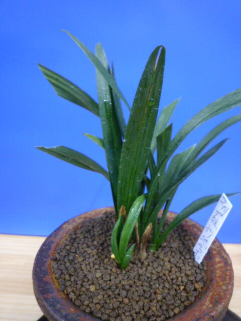 羅紗地チャボ(らしゃじちゃぼ)未開花