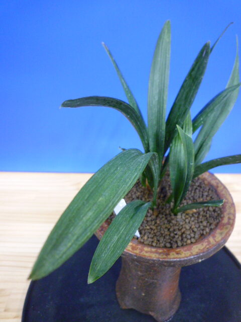 羅紗地チャボ(らしゃじちゃぼ)未開花