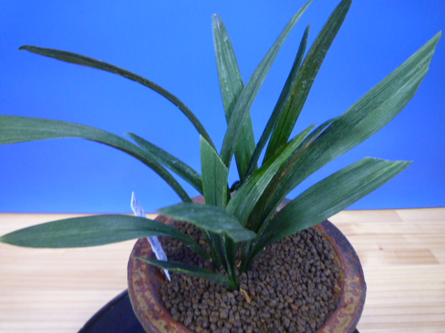 羅紗地チャボ(らしゃじちゃぼ)未開花