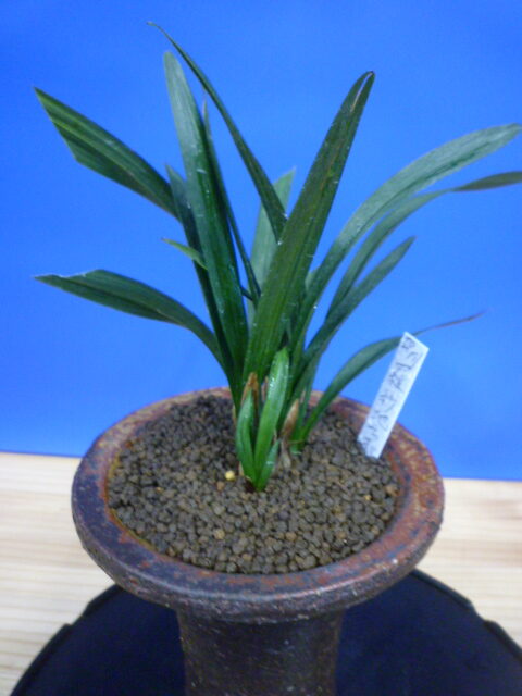 羅紗地チャボ(らしゃじちゃぼ)未開花