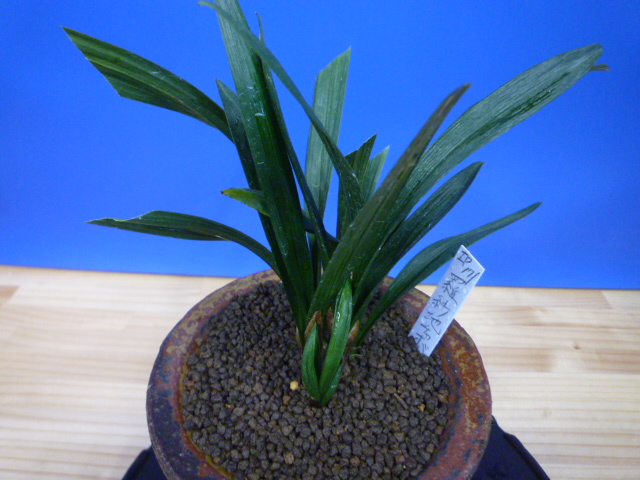 羅紗地チャボ(らしゃじちゃぼ)未開花