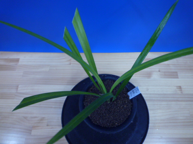 桃仙(とうせん) 桃大輪 高知県産