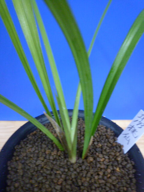 桃仙(とうせん) 桃大輪 高知県産