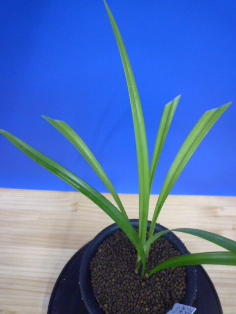 桃仙(とうせん) 桃大輪 高知県産