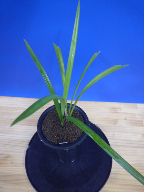 桃仙(とうせん) 桃大輪 高知県産