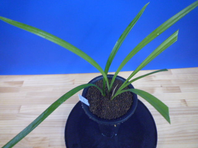 桃仙(とうせん) 桃大輪 高知県産