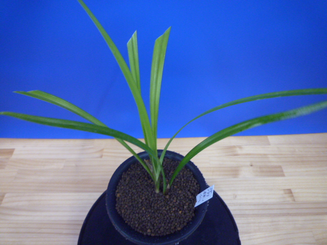 桃仙(とうせん) 桃大輪 高知県産