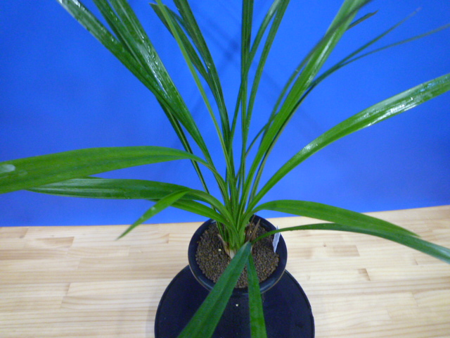 島の宮(しまのみや) 紅更紗 高知県産