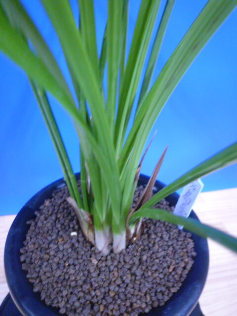 島の宮(しまのみや) 紅更紗 高知県産