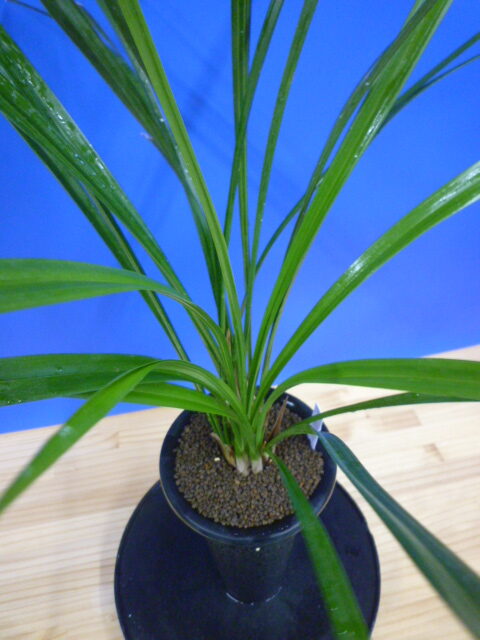 島の宮(しまのみや) 紅更紗 高知県産