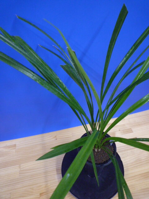 島の宮(しまのみや) 紅更紗 高知県産