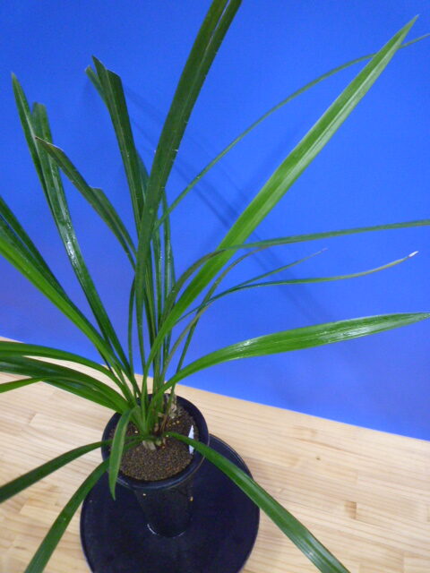 島の宮(しまのみや) 紅更紗 高知県産