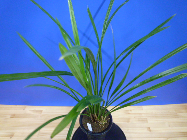 島の宮(しまのみや) 紅更紗 高知県産