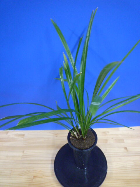 島の宮(しまのみや) 紅更紗 高知県産