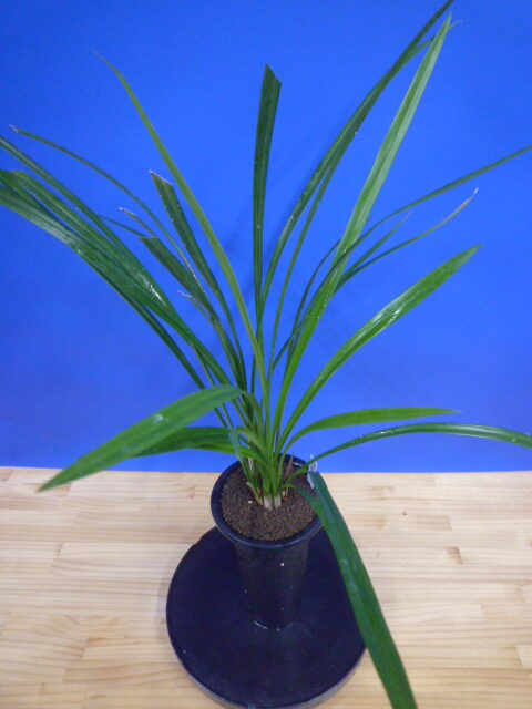 島の宮(しまのみや) 紅更紗 高知県産