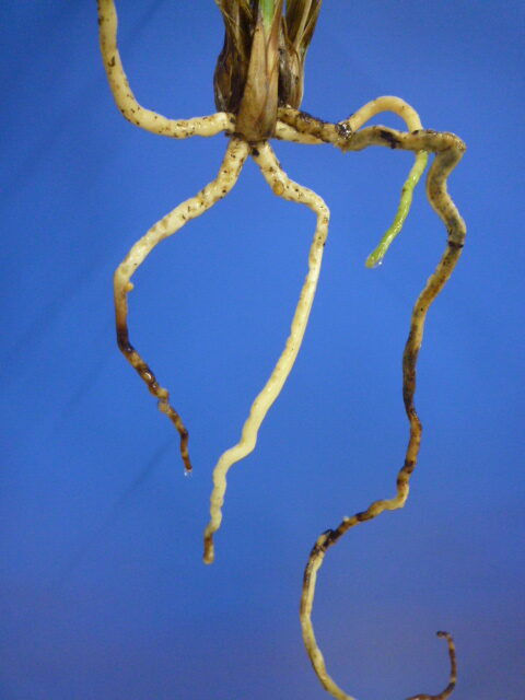 小谷の紅 徳島県産