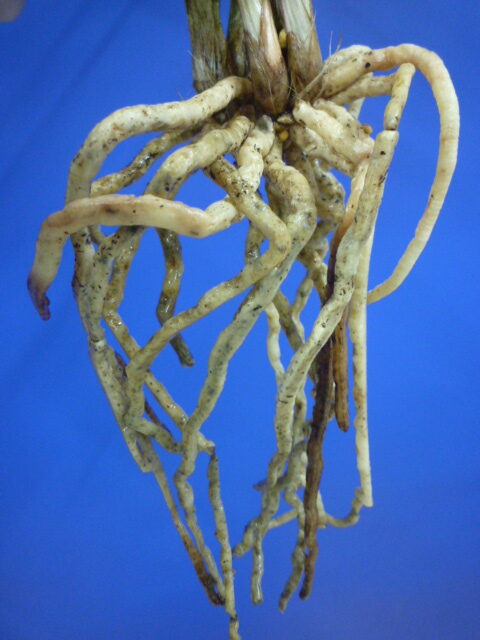 天女 更紗ベタ 高知県産