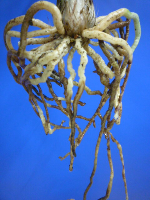 無名 青一文字大輪 上花 高知県産