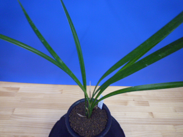 小谷の紅 徳島県産