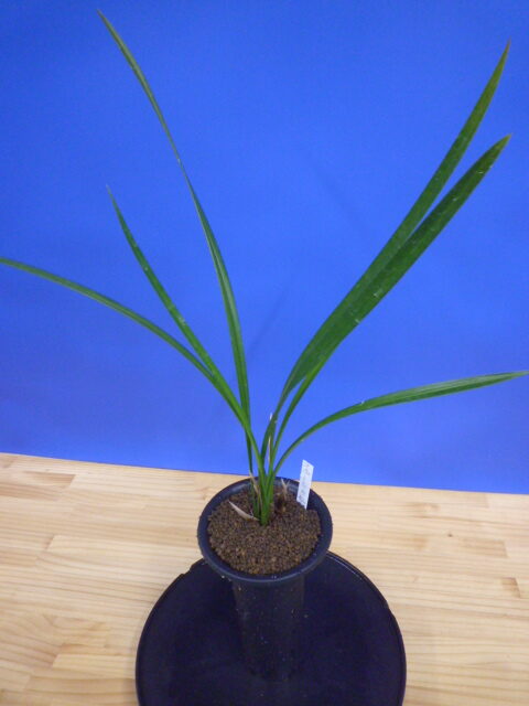 小谷の紅 徳島県産