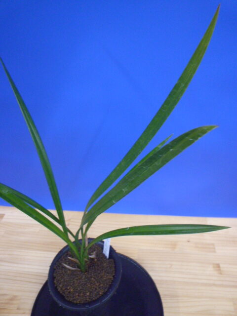 小谷の紅 徳島県産