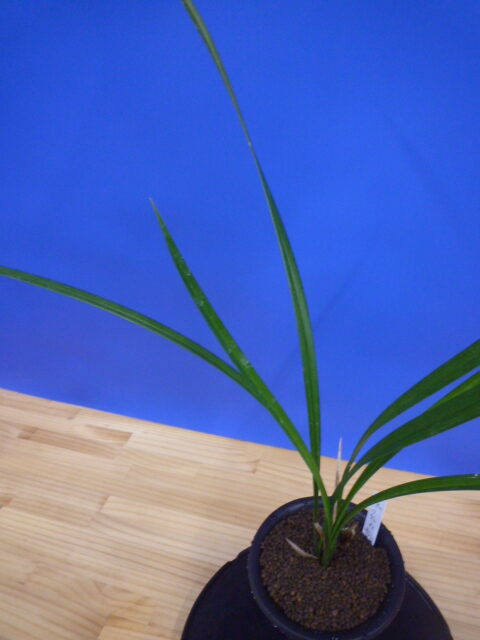 小谷の紅 徳島県産