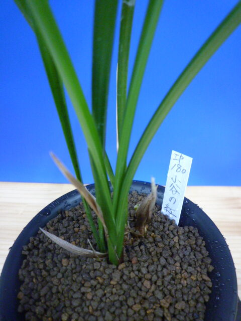 小谷の紅 徳島県産