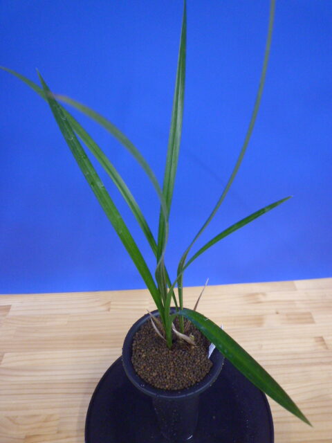 小谷の紅 徳島県産