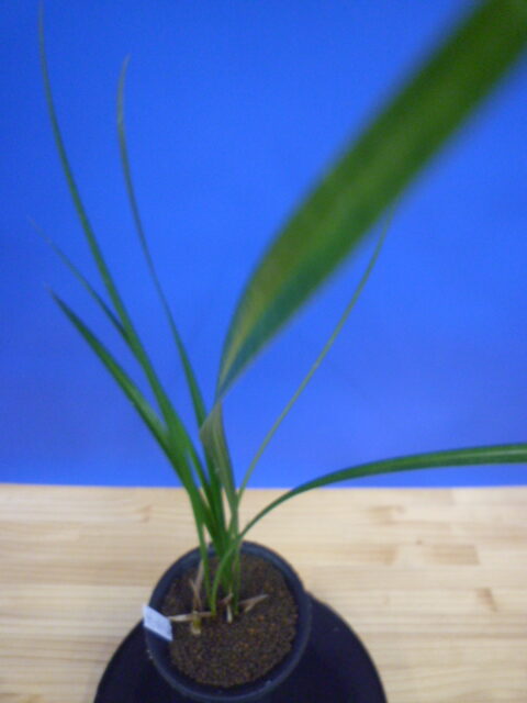 小谷の紅 徳島県産