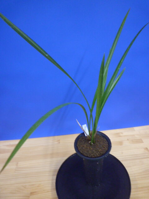 小谷の紅 徳島県産