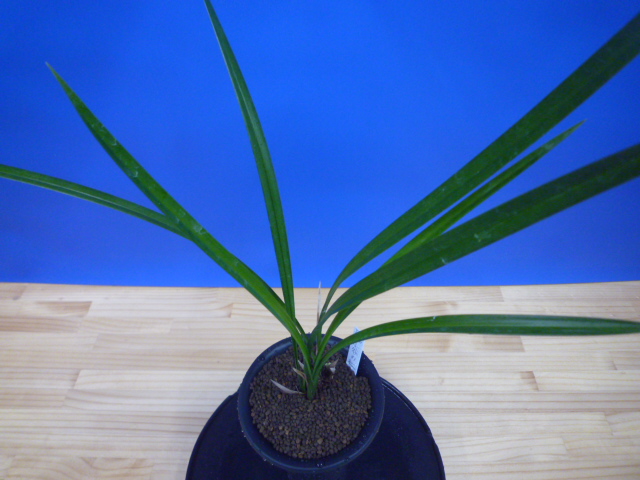 小谷の紅 徳島県産