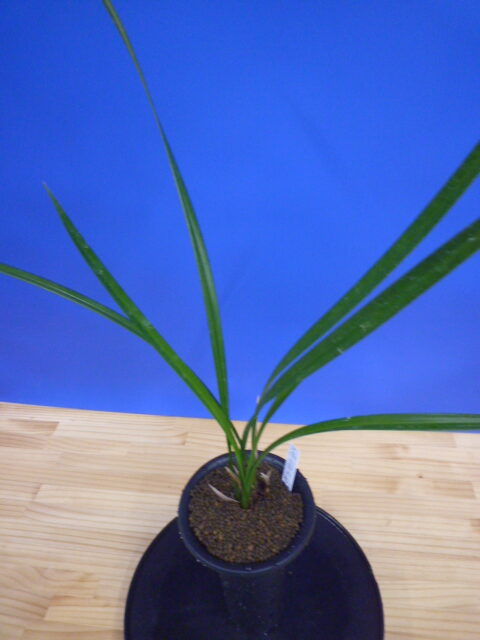 小谷の紅 徳島県産