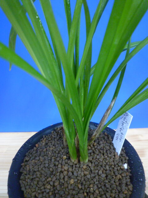 天女 更紗ベタ 高知県産