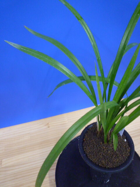 天女 更紗ベタ 高知県産