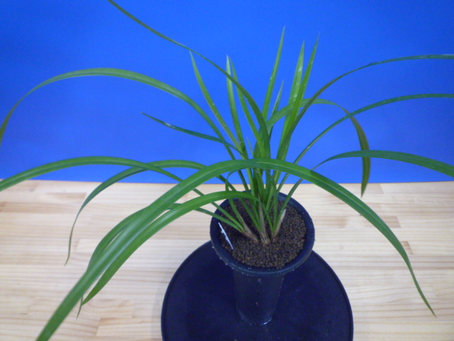 天女 更紗ベタ 高知県産