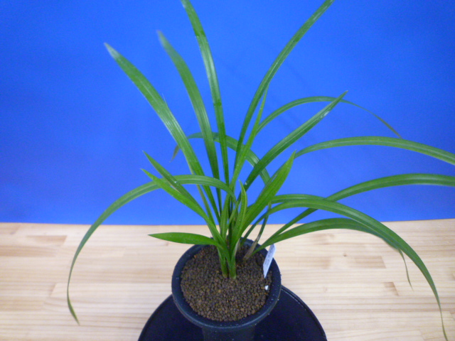 天女 更紗ベタ 高知県産